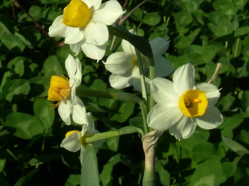 Narcissus tazetta ssp. tazetta