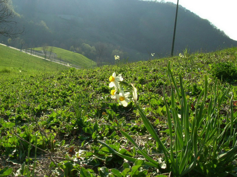 Narcissus tazetta ssp. tazetta