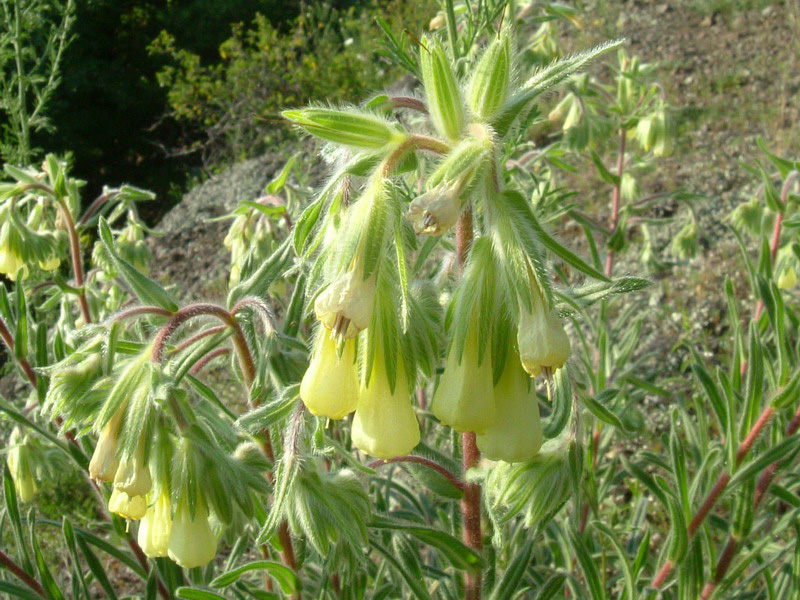 Onosma helvetica / Viperina elvetica