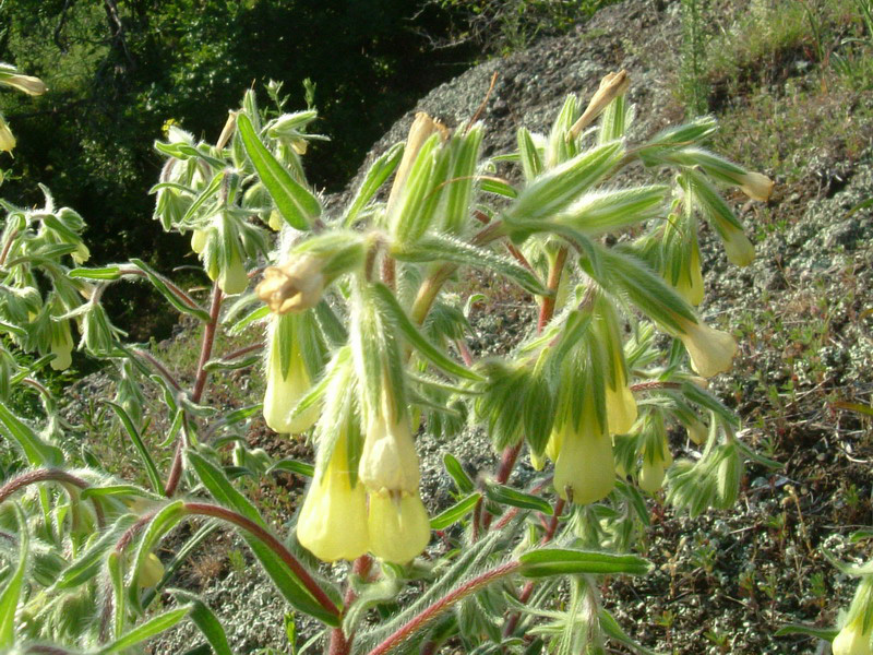 Onosma helvetica / Viperina elvetica