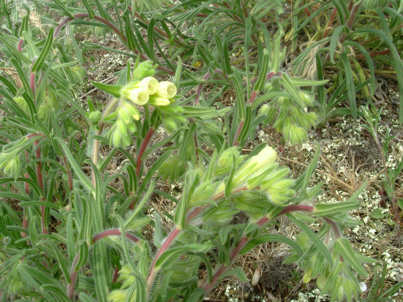 Onosma helvetica / Viperina elvetica