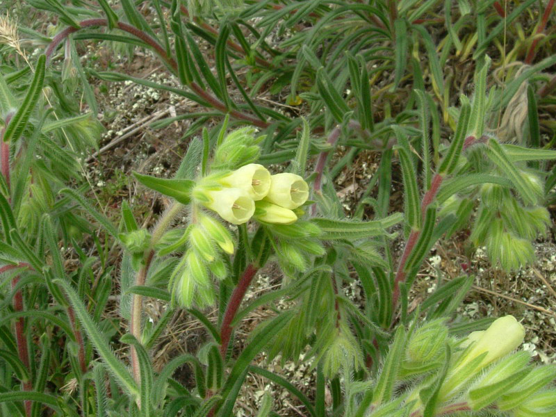 Onosma helvetica / Viperina elvetica