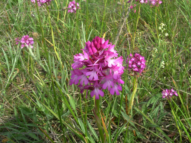 Anacamptis pyramidalis