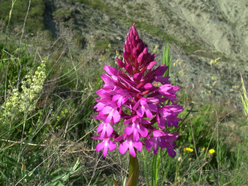 Anacamptis pyramidalis