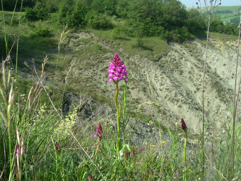 Anacamptis pyramidalis