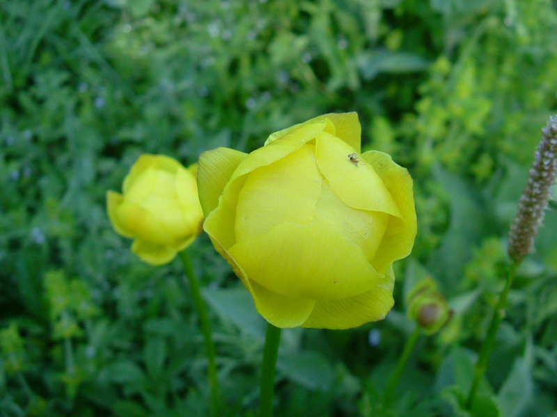 Trollius europaeus / Botton d'' oro