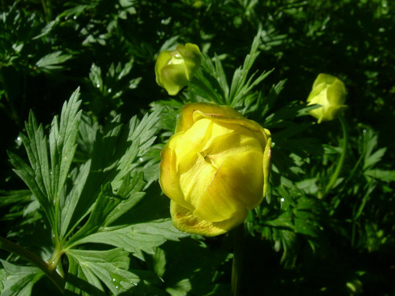 Trollius europaeus / Botton d'' oro