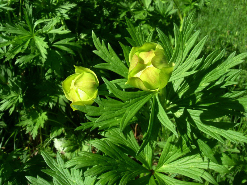 Trollius europaeus / Botton d'' oro