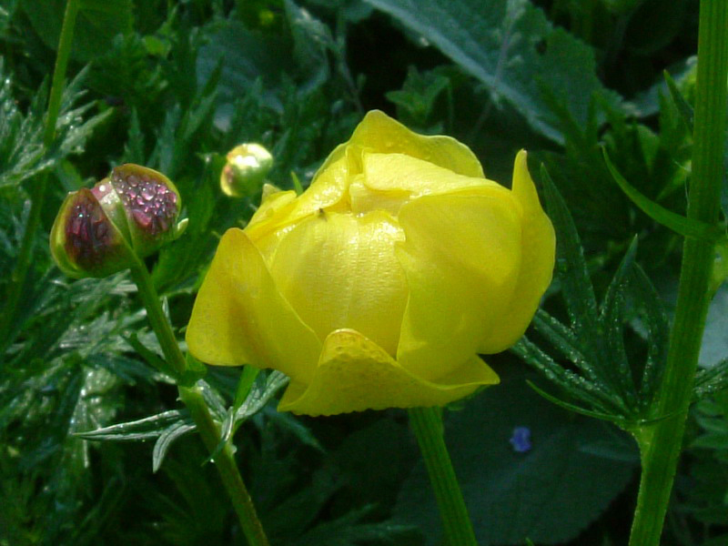 Trollius europaeus / Botton d'' oro