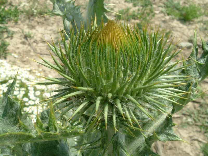 Cardo da determinare - Onopordum sp.