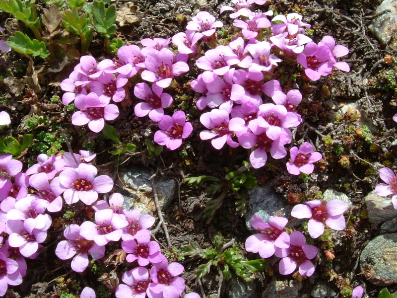 quota 3270 - Saxifraga oppositifolia