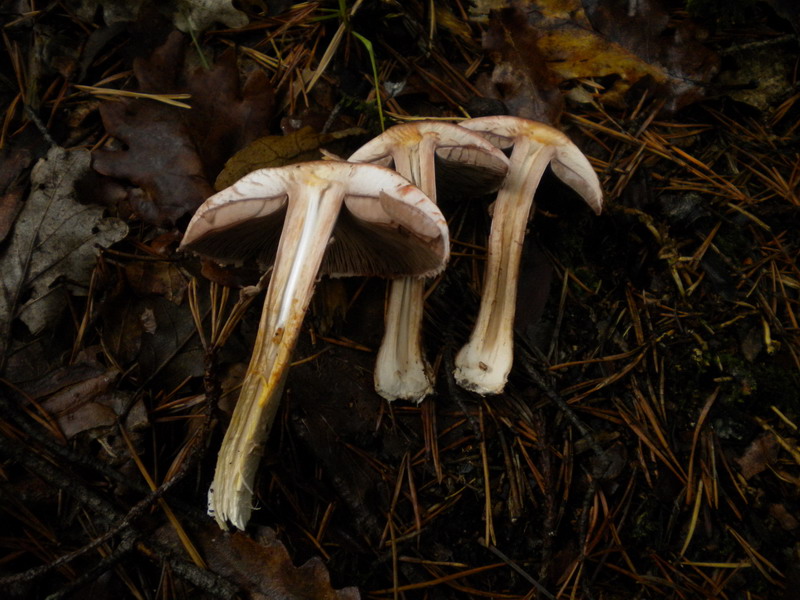 Agaricus