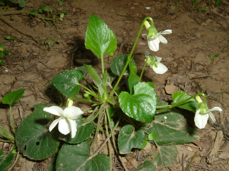 Viola alba subsp. alba / Viola bianca