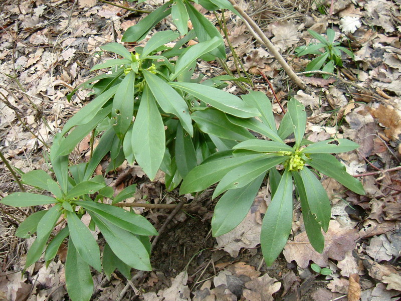 Daphne laureola / Dafne laurella