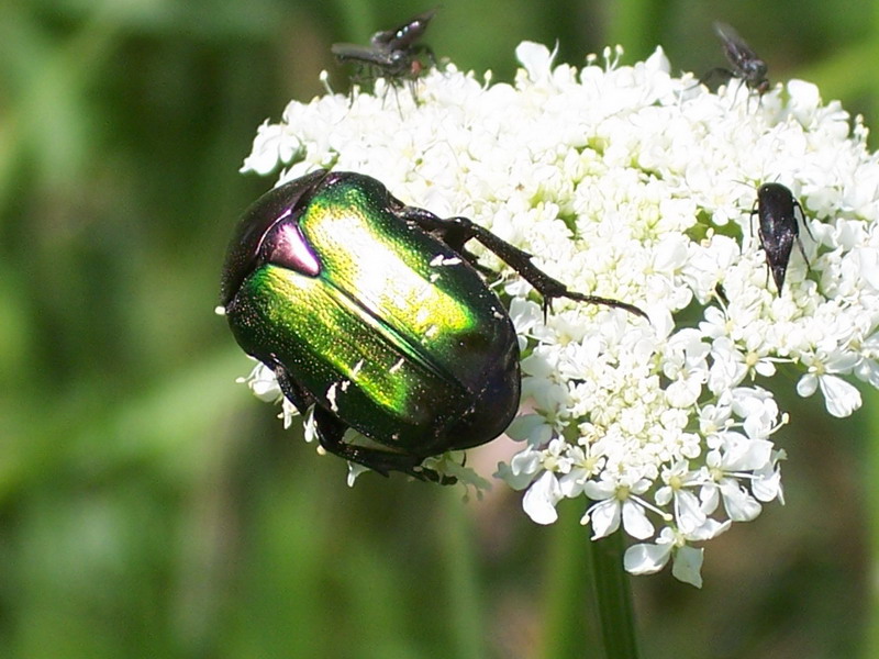 Da determinare: Cetonia aurata pisana