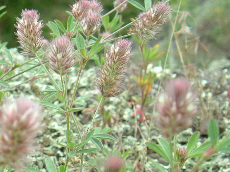 Trifolium arvense sl.