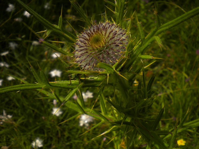 Cirsium eriophorum