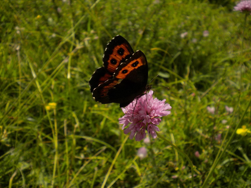 Farfalla - Erebia ligea