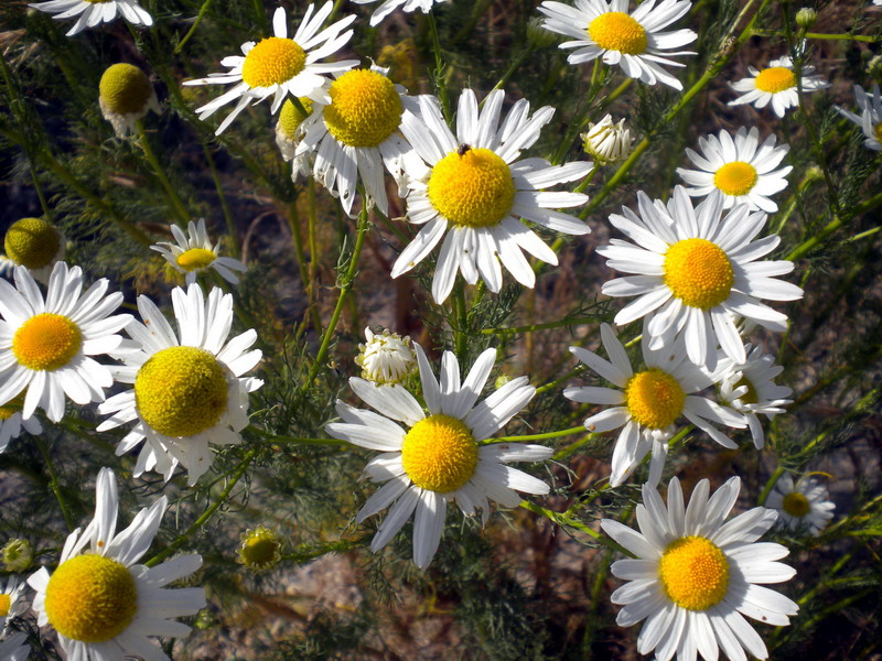 Tripleurospermum inodorum / Camomilla senza odore