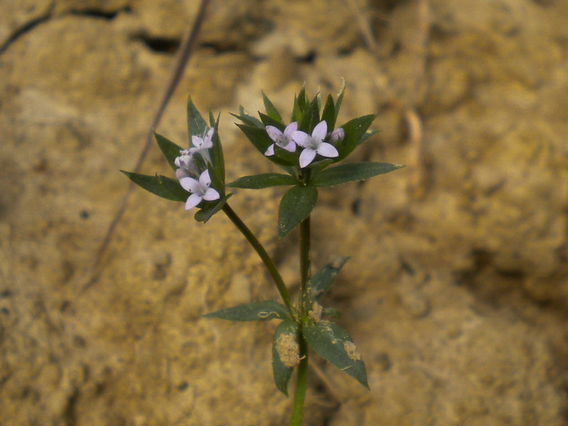 Sherardia arvensis