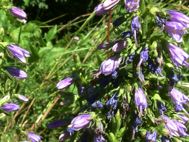 Campanula spicata