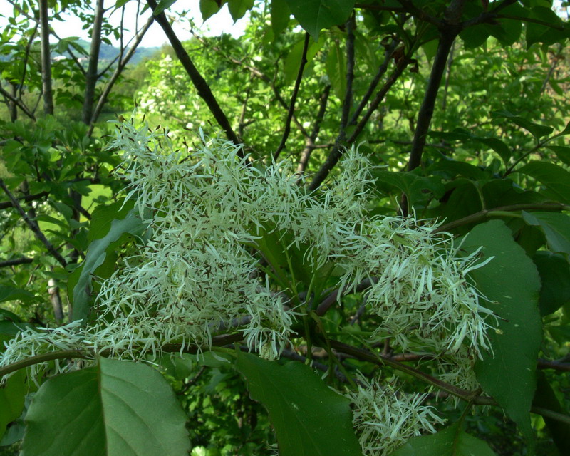 Fraxinus ornus / orniello