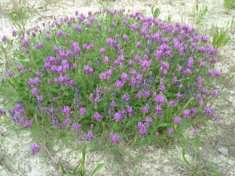 Astragalus onobrychis / Astragalo falsa lupinella