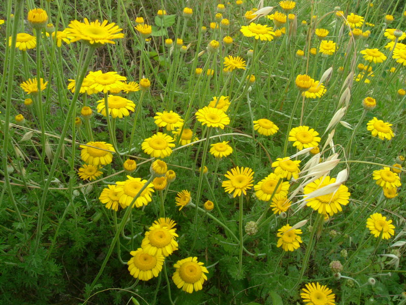 Cota tinctoria / Camomilla per tintori