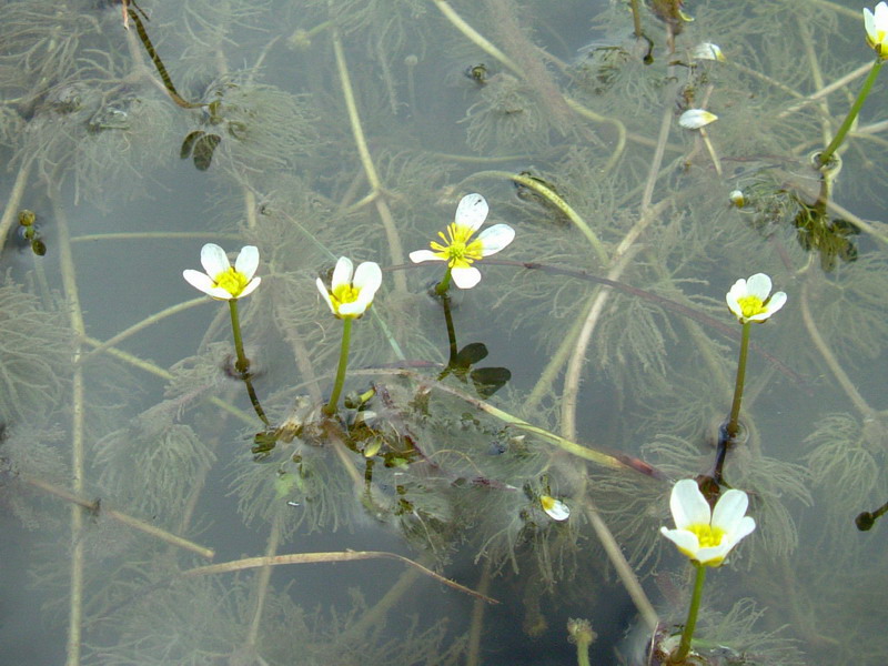 Ranunculus trichophyllus / Ranuncolo a foglie capillari