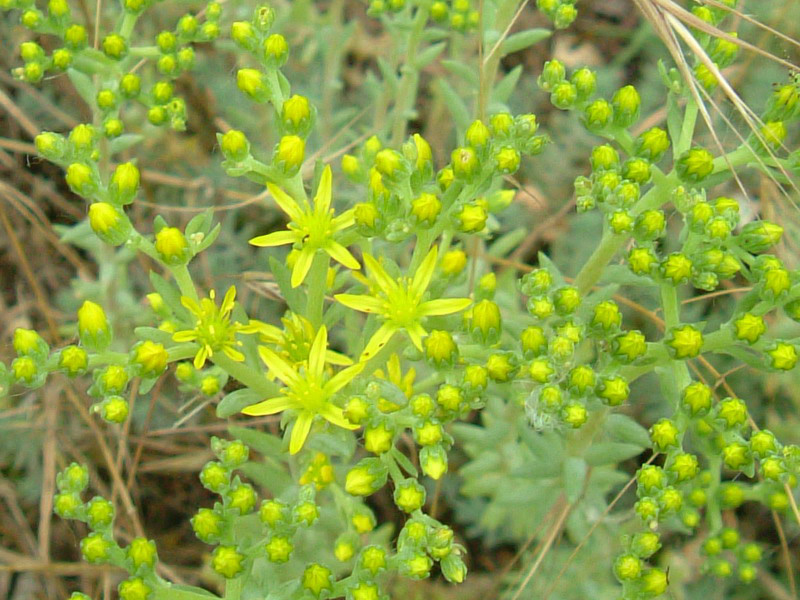 Argini e incolti 3 - Sedum sexangulare