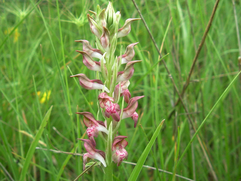 Anacamptis coriophora / Orchide cimicina