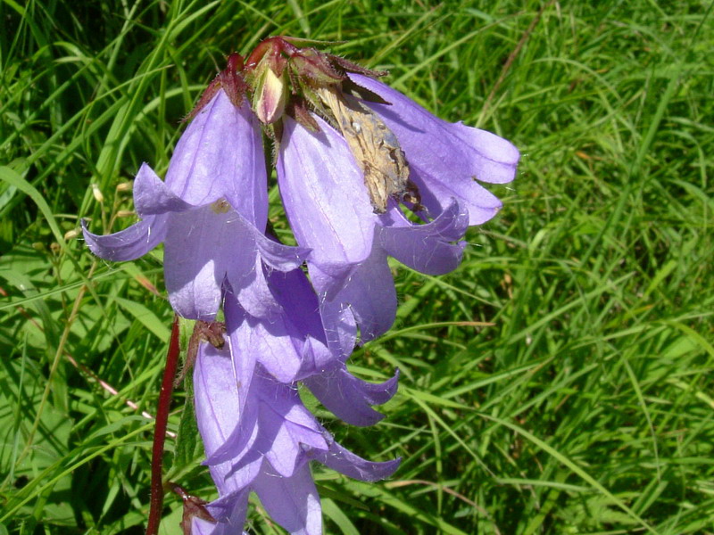 Campanula trachelium / Campanula selvatica