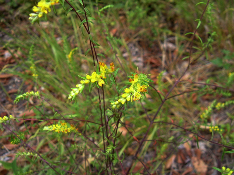 Odontites luteus / Perlina gialla