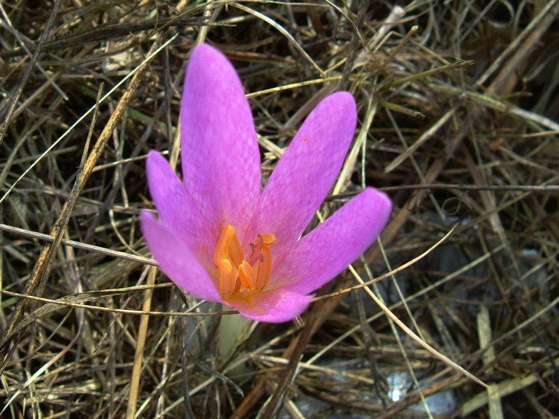 Colchicum lusitanum / Colchico portoghese