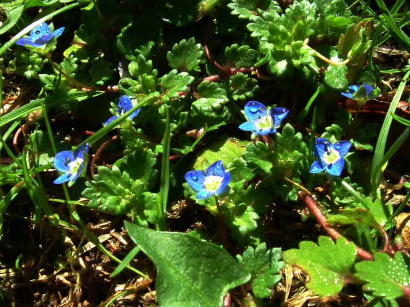Veronica sp.