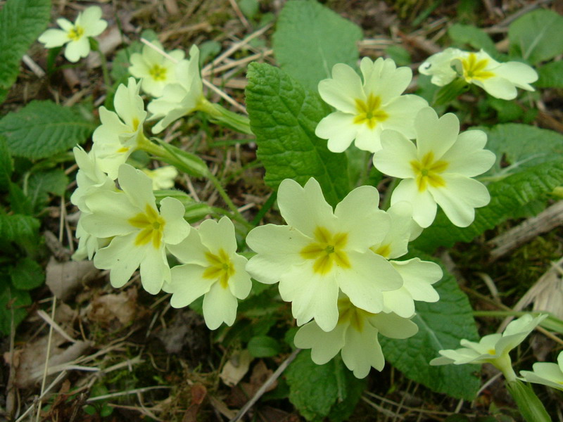 Nel bosco - Primula vulgaris