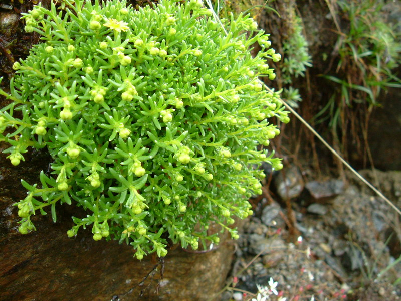 Saxifraga aizoides / Sassifraga gialla