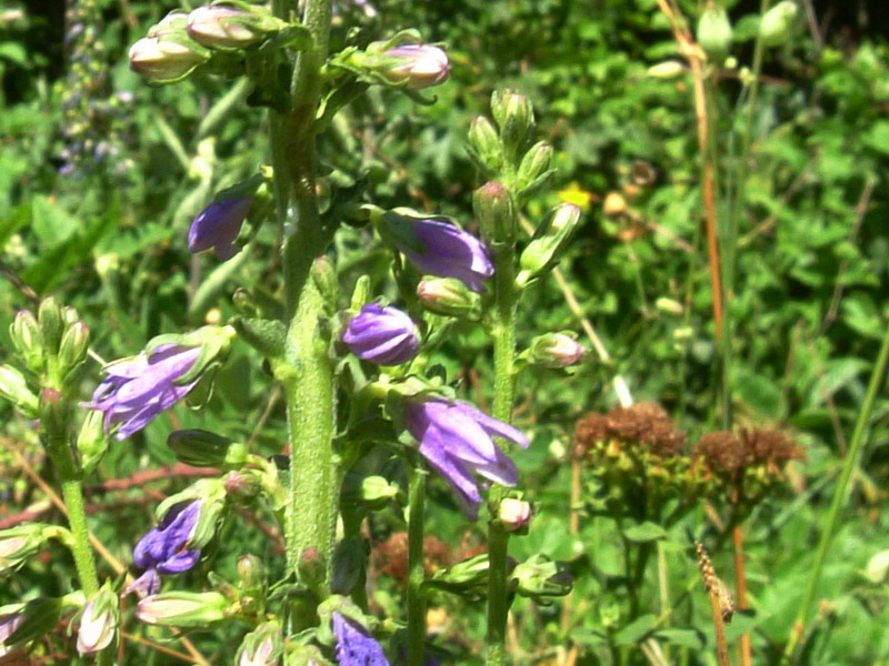 Campanula spicata