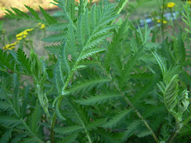 Tanacetum vulgare / Tanaceto