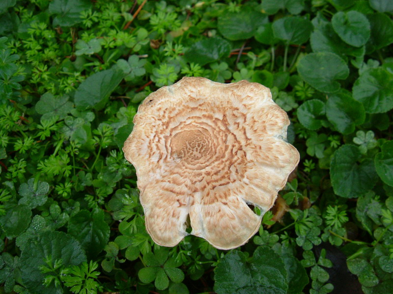 Nel prato (cfr. Lepiota sp.)