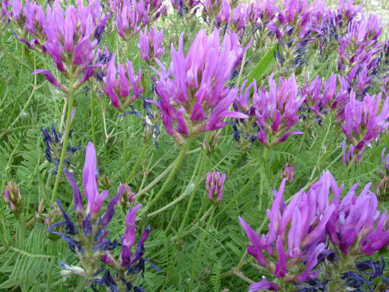 Astragalus onobrychis / Astragalo falsa lupinella