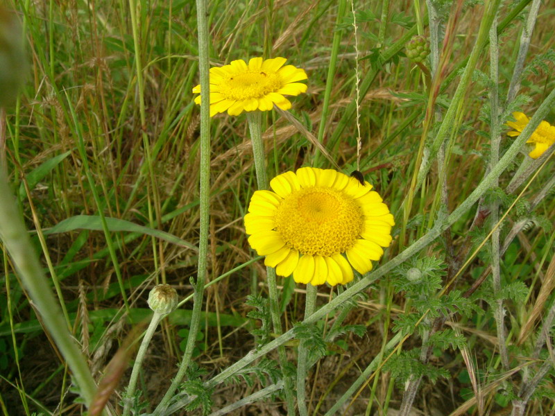 Cota tinctoria / Camomilla per tintori