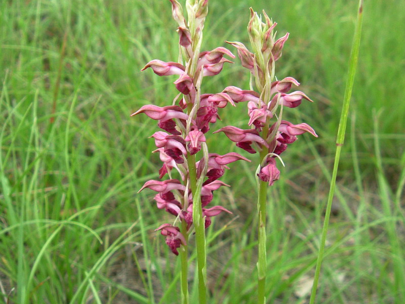 Anacamptis coriophora / Orchide cimicina