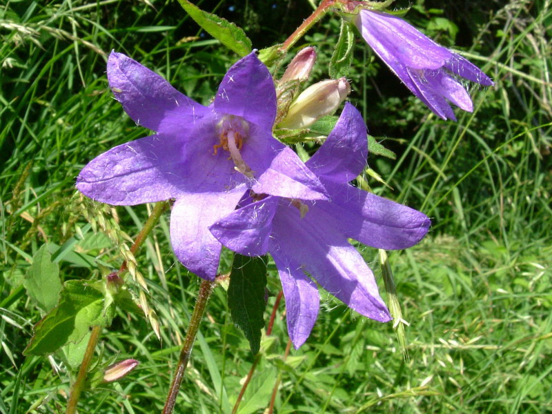 Campanula trachelium / Campanula selvatica