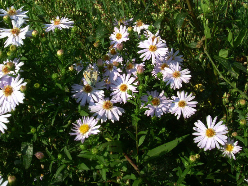 Galatella pannonica (=Aster tripolium) ?