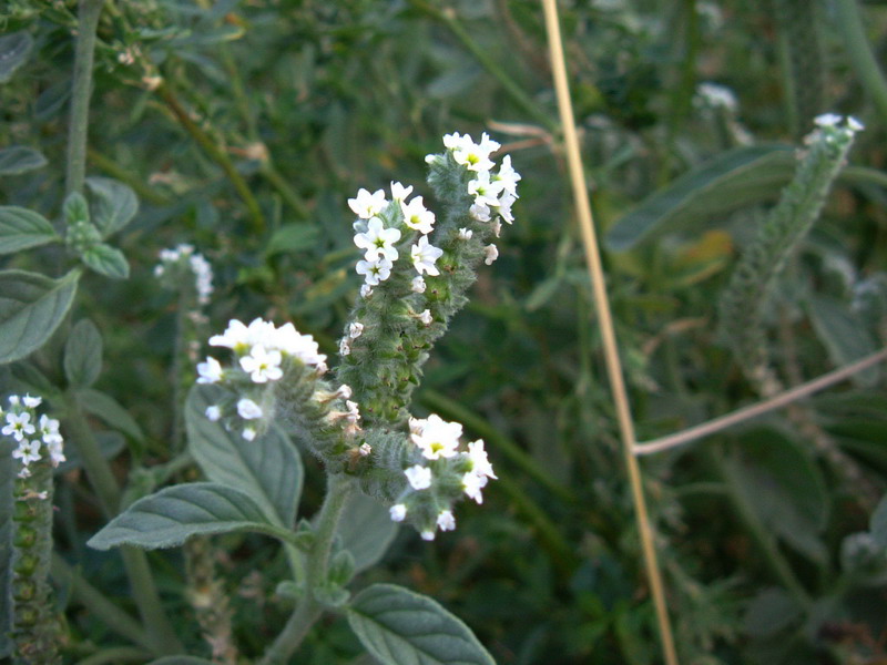 Heliotropium europaeum / Eliotropio selvatico