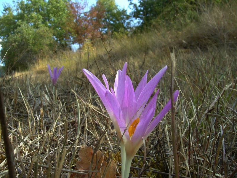 Colchicum lusitanum / Colchico portoghese