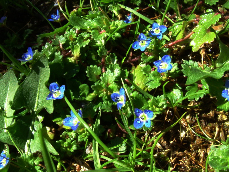 Veronica sp.