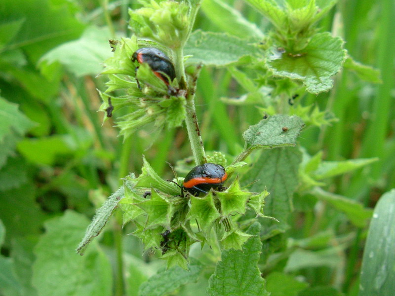 Chrysolina rossia del Reggiano