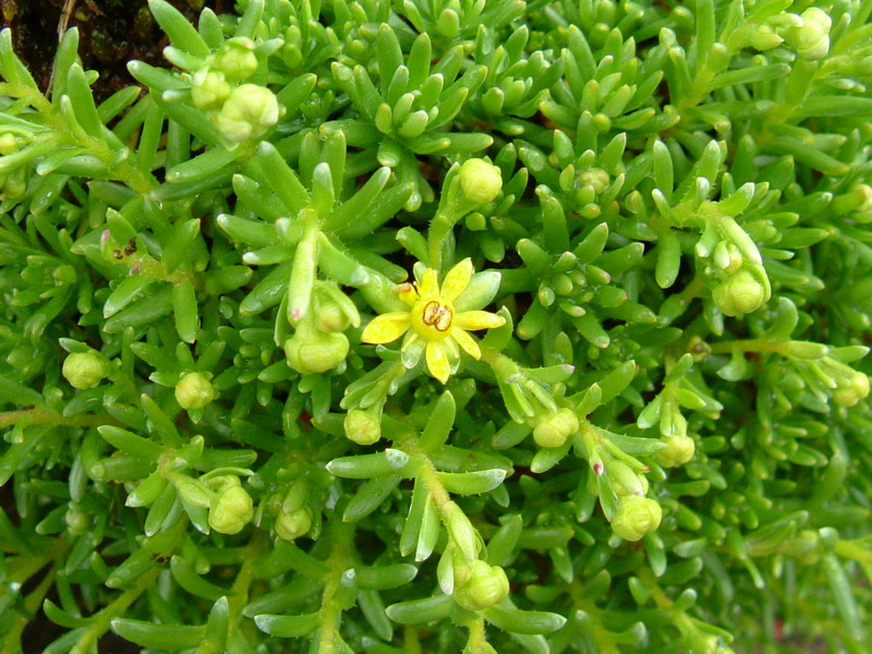 Saxifraga aizoides / Sassifraga gialla